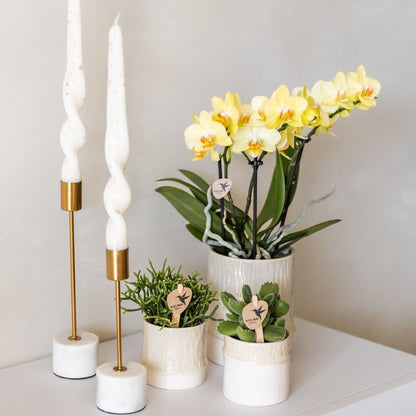 Kolibri Orchids | Kombi-Angebot - 2 Gelbe Phalaenopsis Orchideen Blossom Albenga - Ø9 cm