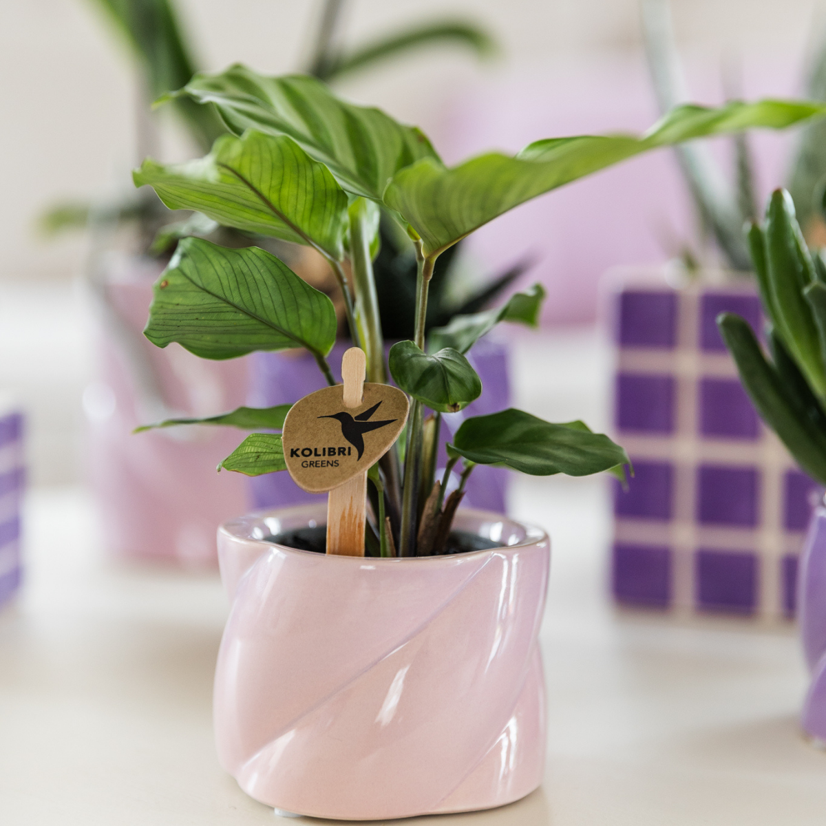 Kolibri Greens | Grünpflanze - Calathea Freddie - Grüne Zimmerpflanze - Frisch vom Züchter - Ø6cm