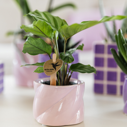 Kolibri Greens | Grünpflanze - Calathea Freddie - Grüne Zimmerpflanze - Frisch vom Züchter - Ø6cm
