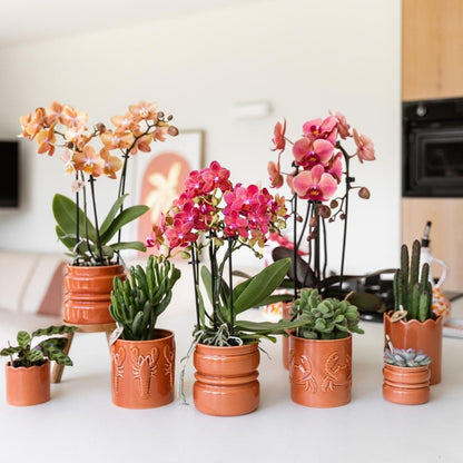 Kolibri Orchids | Kombi-Angebot - 4 Lachsrosa Phalaenopsis Orchideen Niagara Fall Narbonne - Ø12 cm