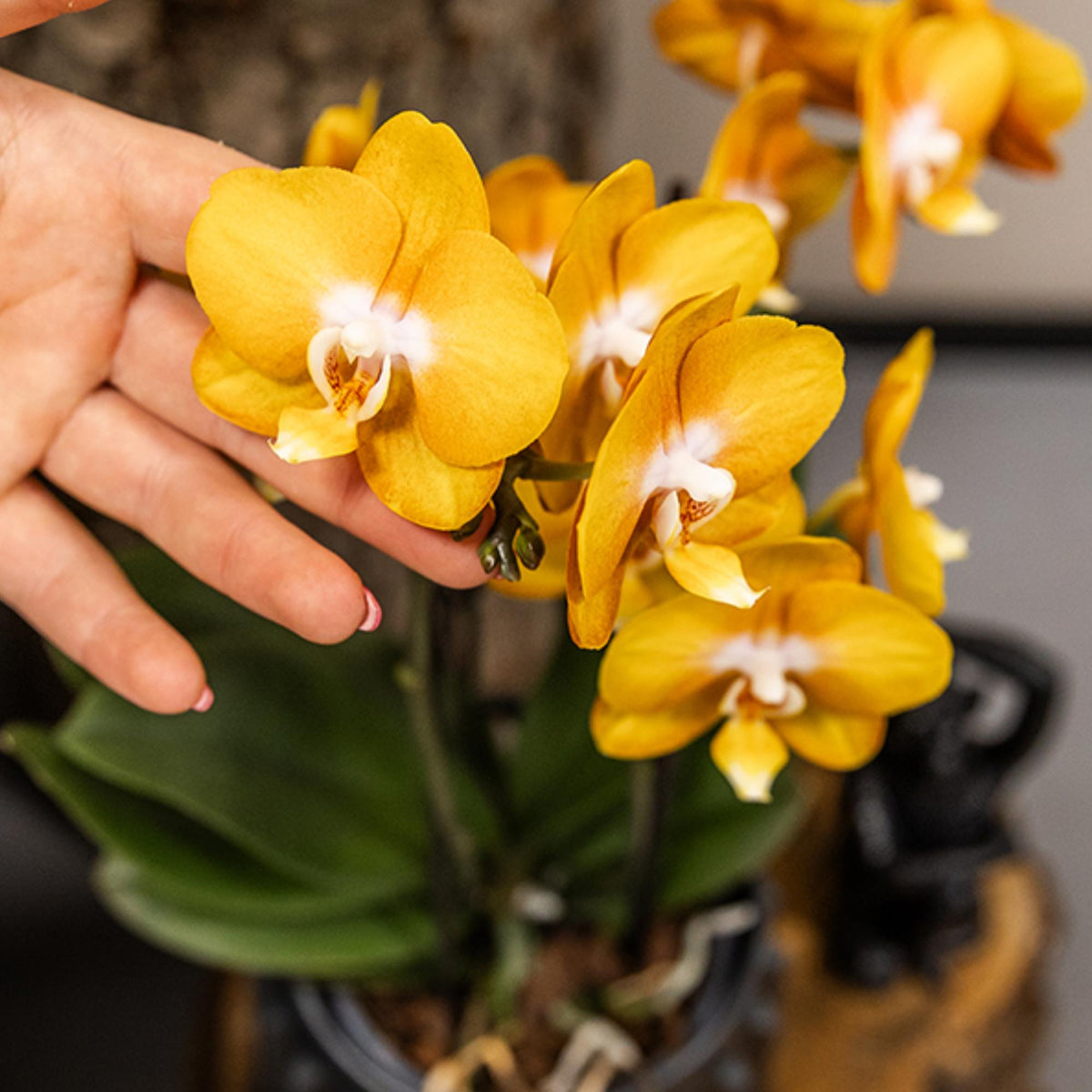 Kolibri Orchideen | Orange-goldene Phalaenopsis-Orchidee - Jewel Las Vegas - Topfgröße Ø12cm | blühende Topfpflanze - frisch vom Züchter