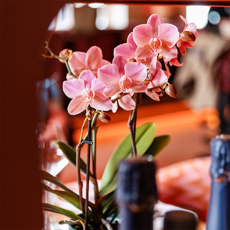Kolibri Orchids | KOMBI-ANGEBOT mit 4 Phalaenopsis-Orchideen - Treviso - Topfgröße Ø9cm | Blühende Zimmerpflanze - Frisch vom Züchter