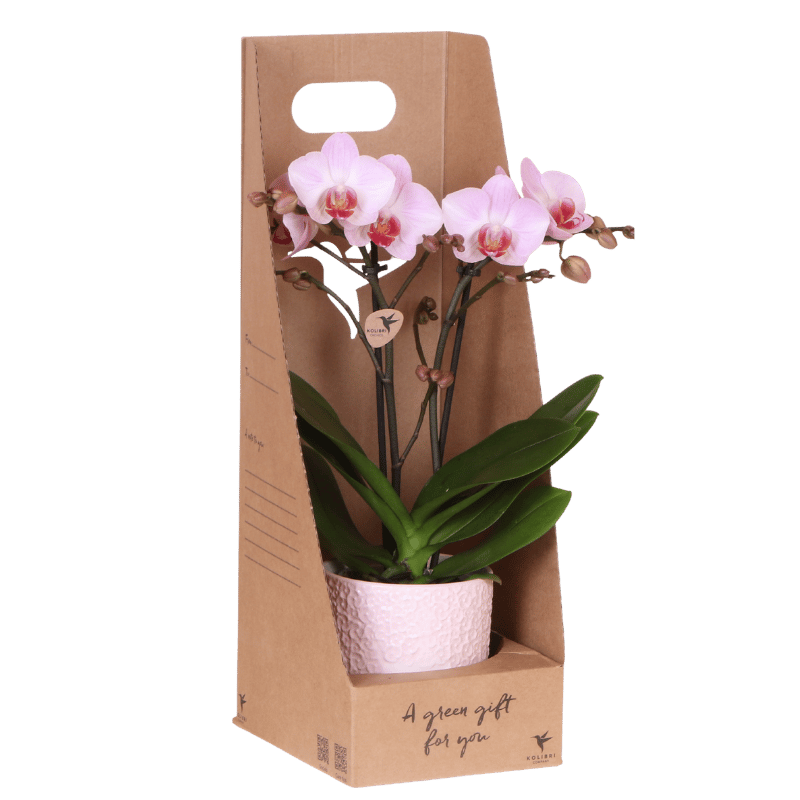 Kolibri Orchids | Rosa Antwerp Orchidee Geschenkset - inkl. Giftbox, Orchidee & Übertopf - Ø9cm