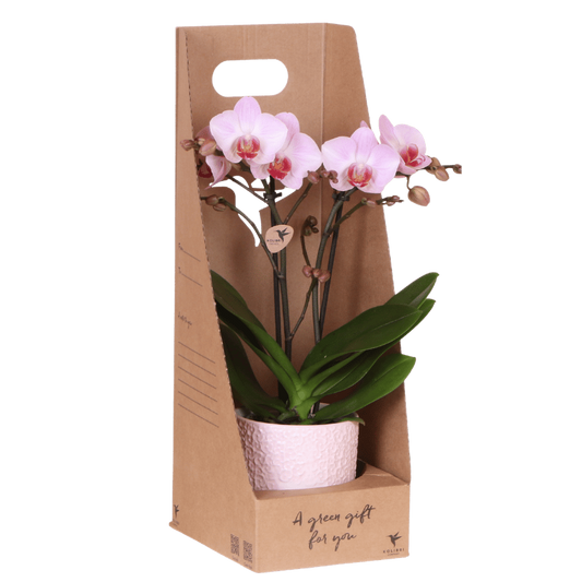Kolibri Orchids | Rosa Antwerp Orchidee Geschenkset - inkl. Giftbox, Orchidee & Übertopf - Ø9cm