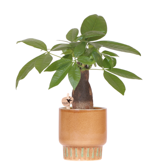 Pachira mit Bold Übertopf