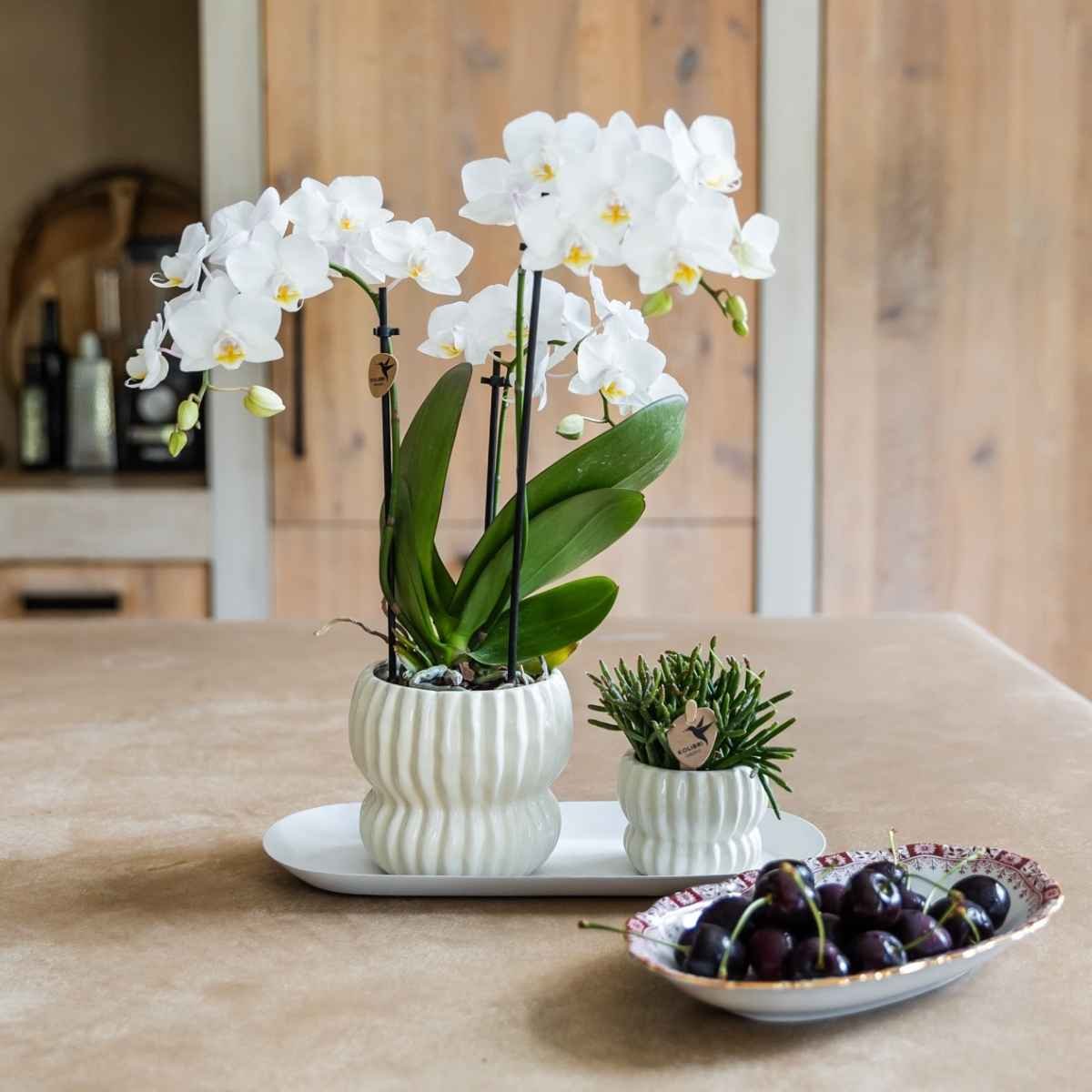 Kolibri Home | Horizon Übertopf - Weiß - ∅6cm