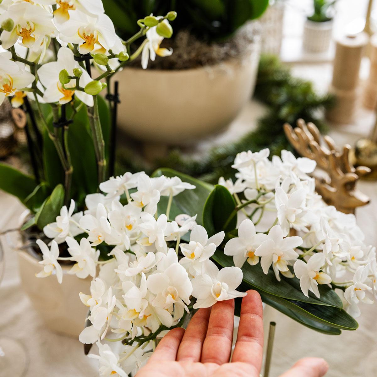 Leonor (Phalaenopsis Nazaré)