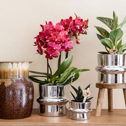 Kolibri Orchids | Pflanzenset Chrome - Rote Phalaenopsis Orchidee Blossom Congo & Sukkulente