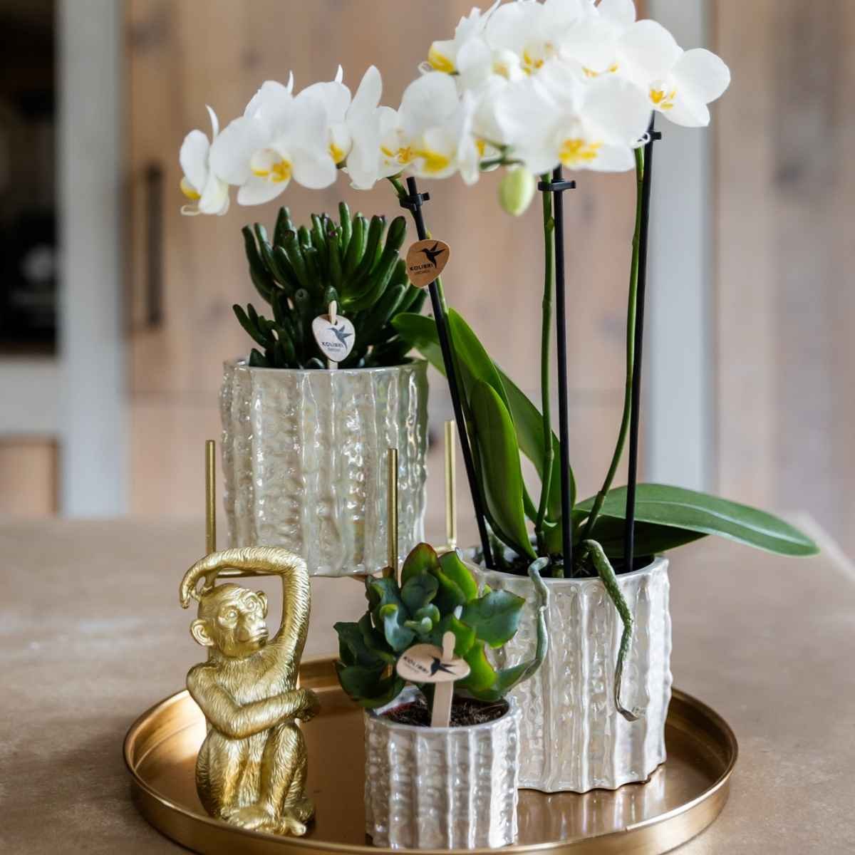 Kolibri Home | Oyster Übertopf - Ø9cm