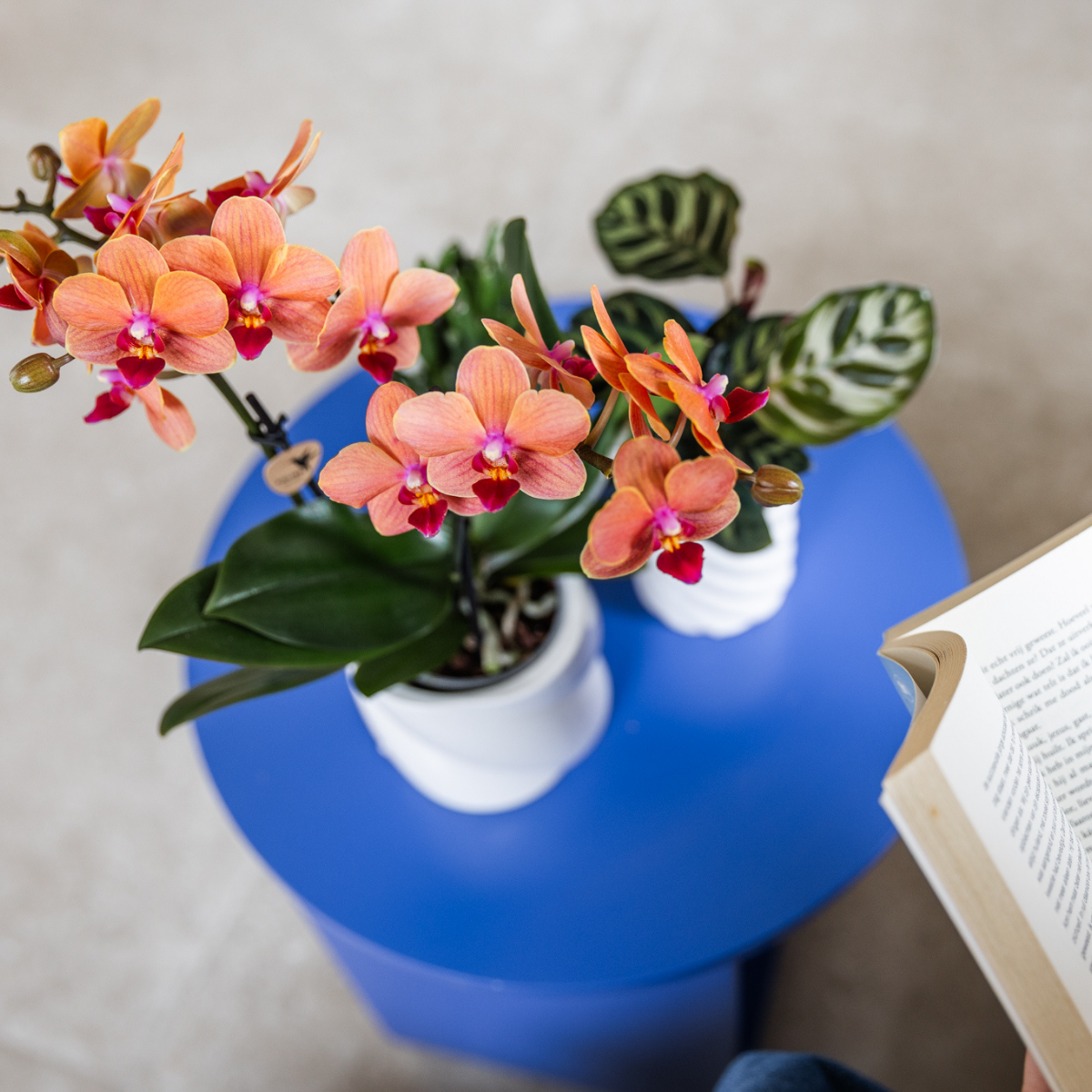 Kolibri Orchids | COMBI DEAL von 4 orange Phalaenopsis Orchideen - Bozen - Topfgröße Ø9cm blühende Zimmerpflanze - frisch vom Züchter