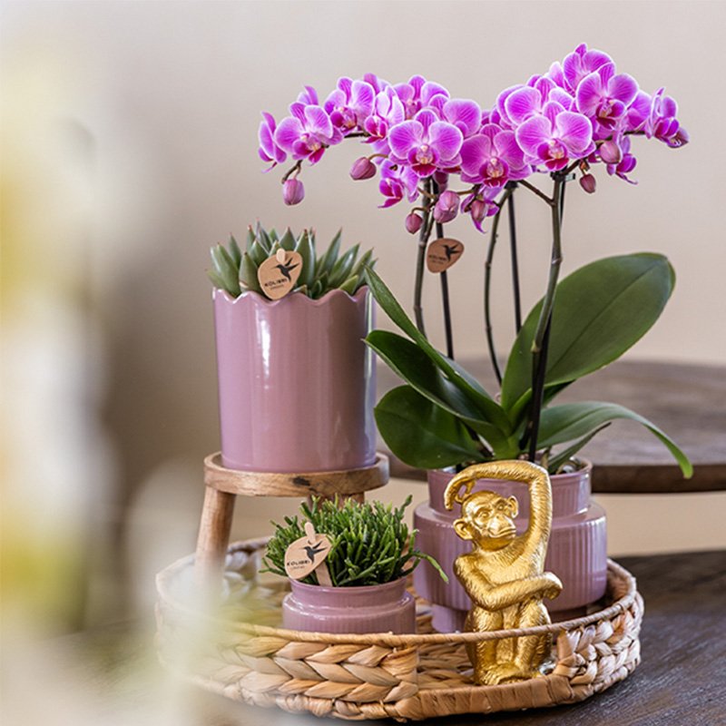 Kolibri Orchids | Geschenkset Desert Summer Lila - Rosa-Violette Phalaenopsis Orchidee Mineral Frederikstad & Sukkulenten