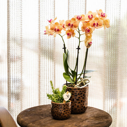 Kolibri Orchids | orange Phalaenopsis Orchidee Topfgröße Ø9cm | Jamaica | blühende Zimmerpflanze - frisch vom Züchter