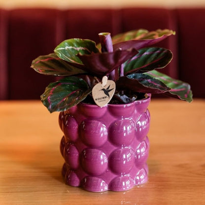 Kolibri Greens | Grünpflanze - Calathea Dottie - Grüne Zimmerpflanze - Frisch vom Züchter - Ø9cm