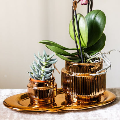 Kolibri Orchids | Geschenkset Allure Shiny Bronze - Weiße Phalaenopsis Orchidee Mineral Amabilis & Sukkulente