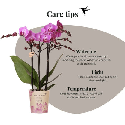 Kolibri Orchids | Violette Phalaenopsis Orchidee - Mineral Vienna im Gradience Übertopf Lila mit Geschenkbox - Ø9 cm