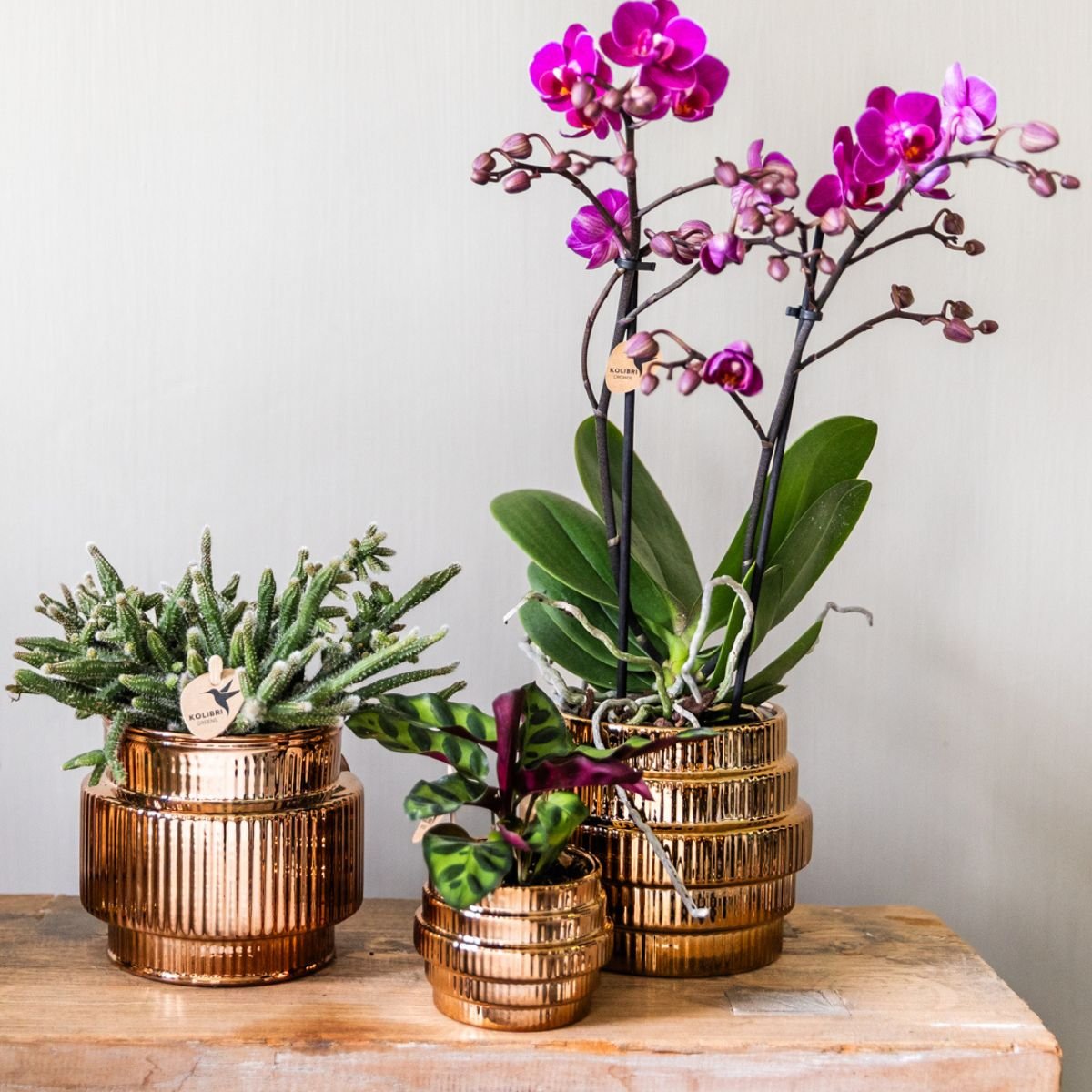 Kolibri Orchids | Pflanzenset Allure Shiny Bronze - Violette Phalaenopsis Orchidee Mineral Morelia, Sukkulente & Calathea Makoyana
