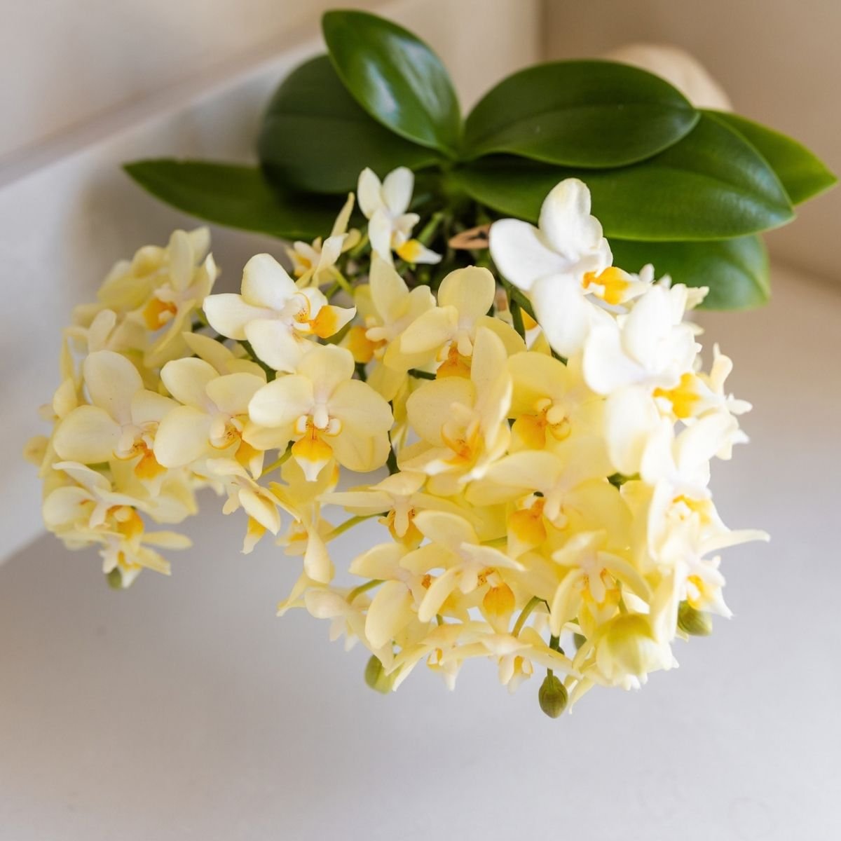 Kolibri Orchids | Kombi-Angebot - 4 Gelbe Phalaenopsis Orchideen Botanic Yellow - Ø9 cm