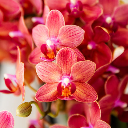 Kolibri Orchids | rote Phalaenopsis-Orchidee - Kongo - Topfgröße Ø9cm | blühende Zimmerpflanze - frisch vom Züchter