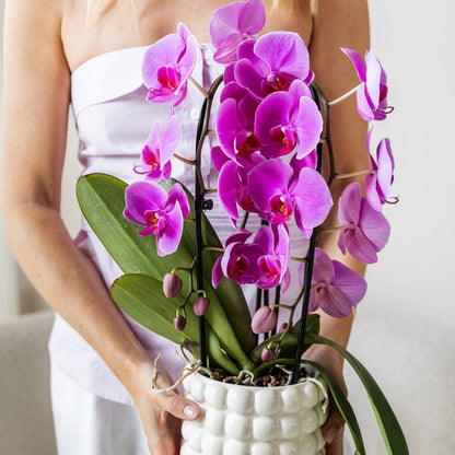 Kolibri Orchids | Kombi-Angebot - 2 Violette Phalaenopsis Orchideen Niagara Fall Free Ride - Ø12 cm