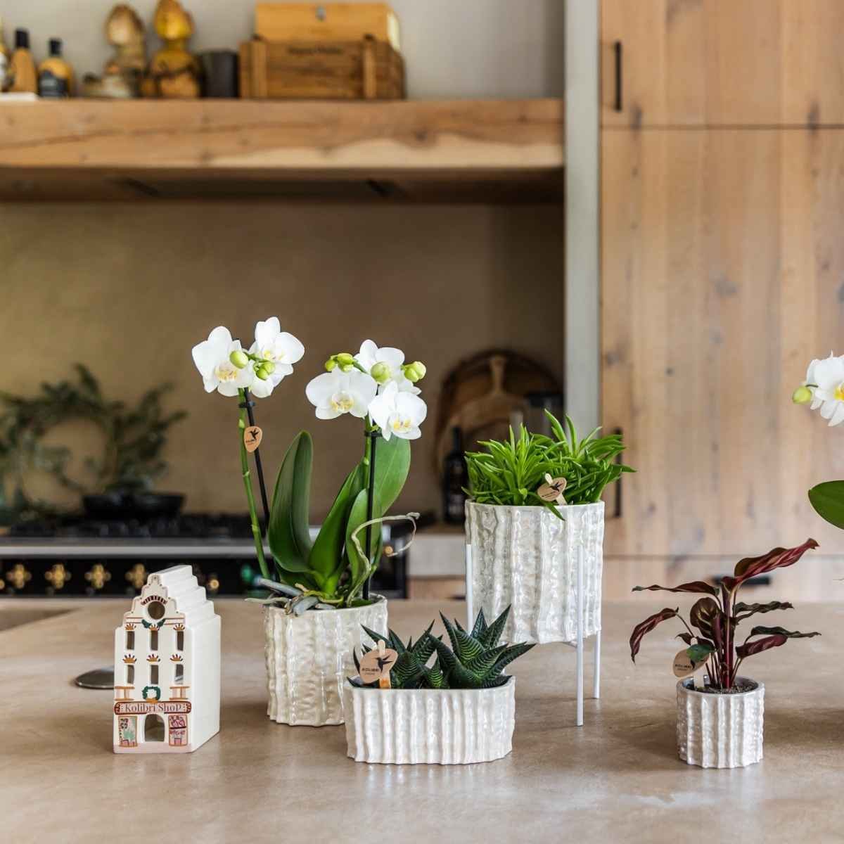 Kolibri Home | Oyster Übertopf - Ø9cm