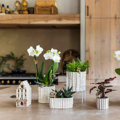 Kolibri Home | Oyster Übertopf - Ø9cm