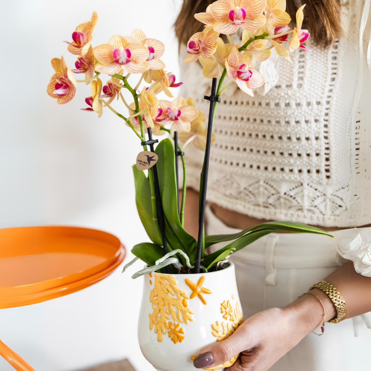 Kolibri Orchids | orange Phalaenopsis Orchidee Topfgröße Ø9cm | Jamaica | blühende Zimmerpflanze - frisch vom Züchter