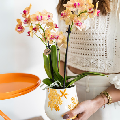 Kolibri Orchids | orange Phalaenopsis Orchidee Topfgröße Ø9cm | Jamaica | blühende Zimmerpflanze - frisch vom Züchter