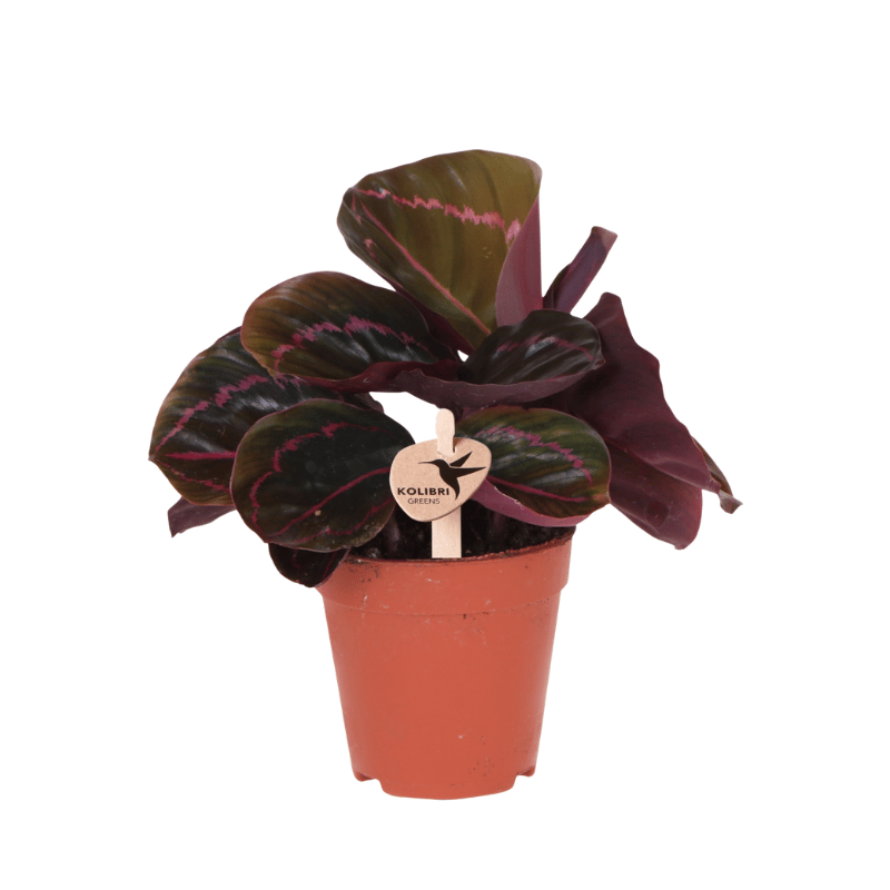 Kolibri Greens | Grünpflanze - Calathea Dottie - Grüne Zimmerpflanze - Frisch vom Züchter - Ø9cm
