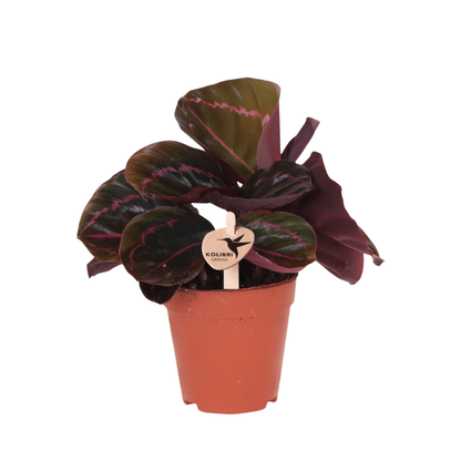 Kolibri Greens | Grünpflanze - Calathea Dottie - Grüne Zimmerpflanze - Frisch vom Züchter - Ø9cm