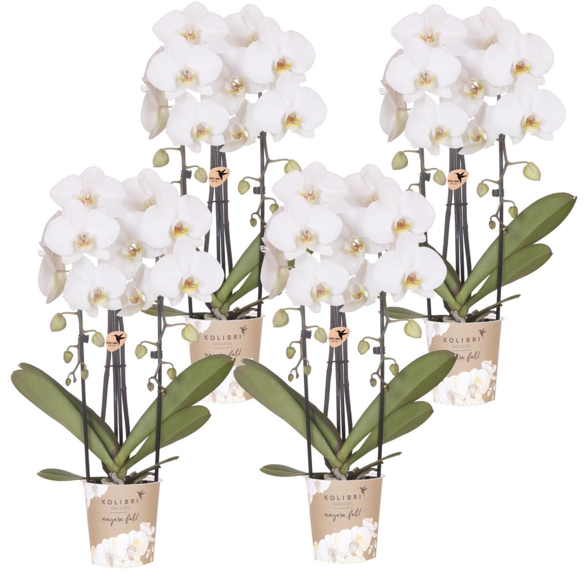 Kolibri Orchids | Kombi-Angebot - 4 Weiße Phalaenopsis Orchideen Niagara Fall White - Ø12 cm