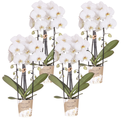 Kolibri Orchids | Kombi-Angebot - 4 Weiße Phalaenopsis Orchideen Niagara Fall White - Ø12 cm