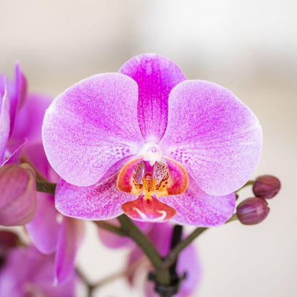 Kolibri Orchids | Violett-Rosa Phalaenopsis-Orchidee Topfgröße Ø9cm | Frederikstad | Blühende Zimmerpflanze – Frisch vom Züchter