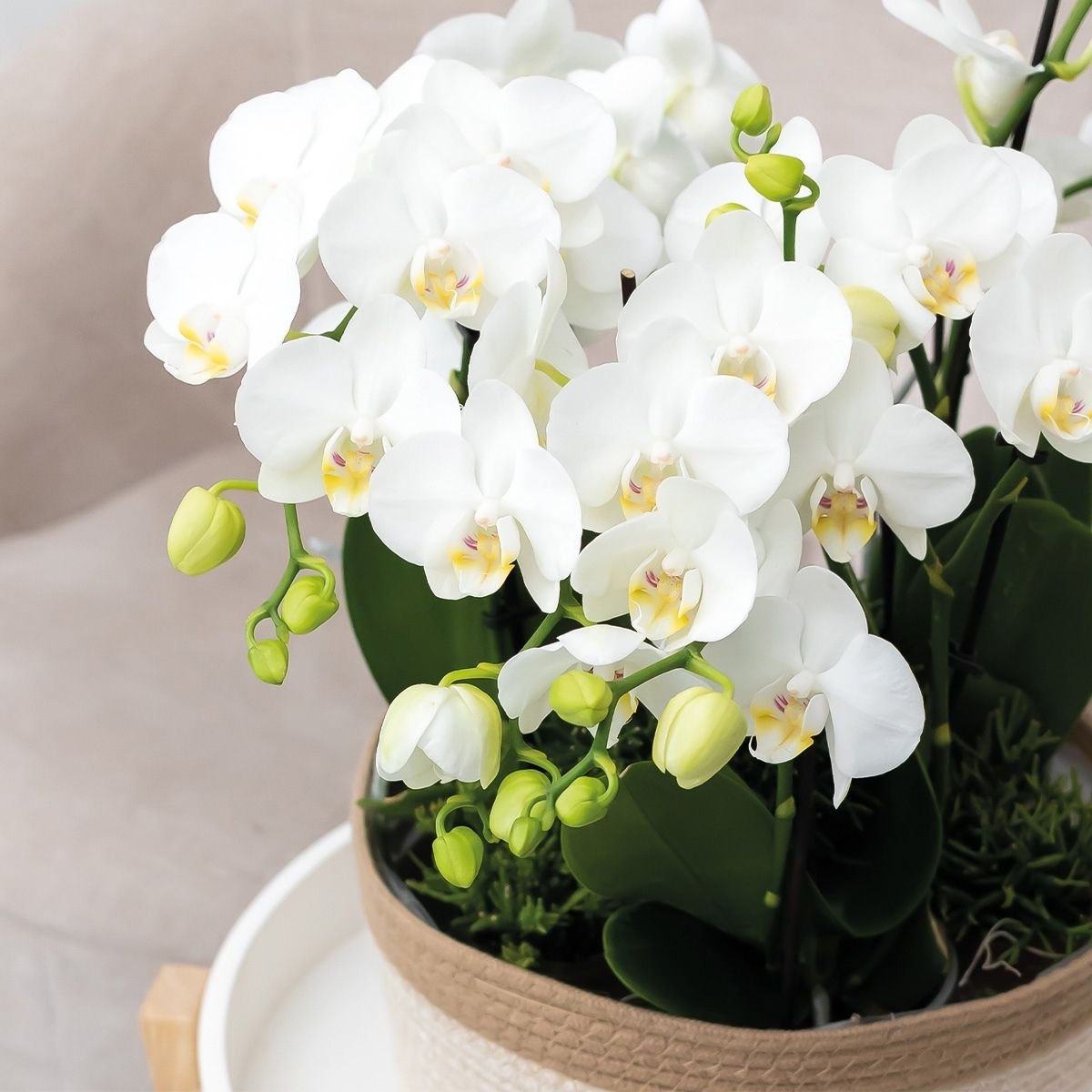 Kolibri Orchids | Weißes Jungle Bouquet Mineral Amabilis in Oyster Dish