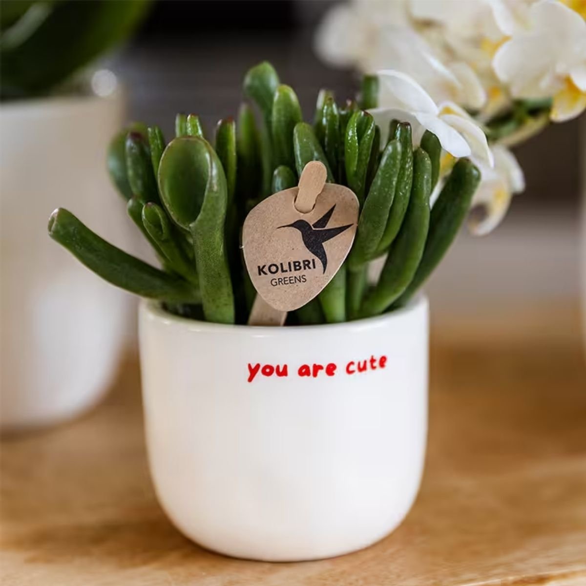 Kolibri Home | You Are Cute Übertopf - Ø6cm