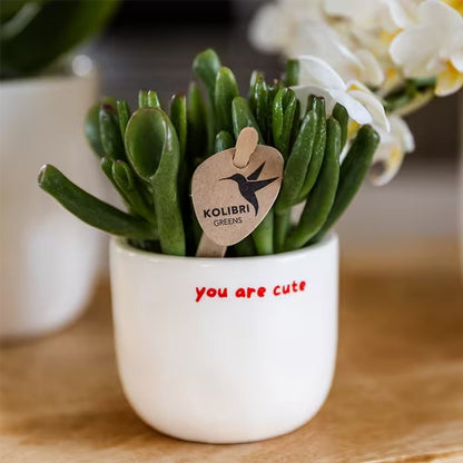 Kolibri Home | You Are Cute Übertopf - Ø6cm