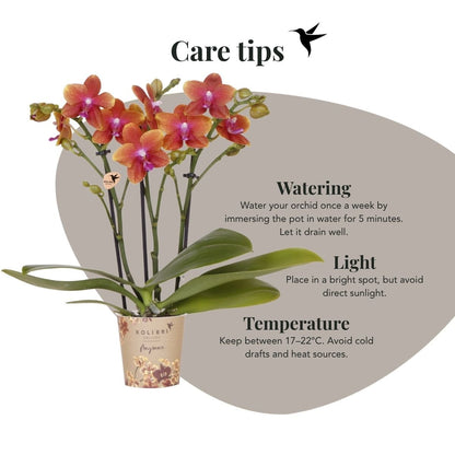 Kolibri Orchids | Kombi-Angebot - 4 Orange Duftende Phalaenopsis Orchideen Fragrance Bolgheri - Ø9 cm