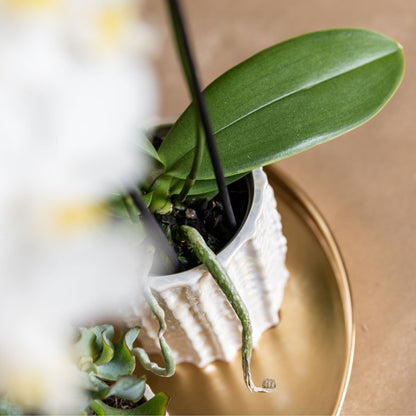 Kolibri Orchids | Geschenkset Oyster - Weiße Phalaenopsis Orchidee Mineral Gibraltar & Sukkulenten