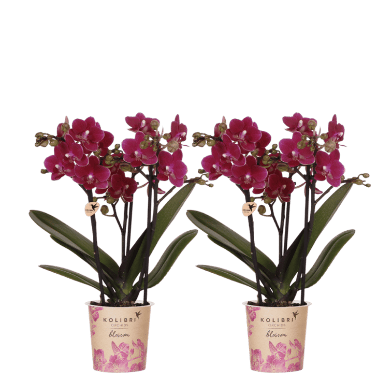Kolibri Orchids | Kombi-Angebot - 2 Violette Phalaenopsis Orchideen Blossom Chamonix - Ø9 cm