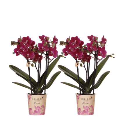 Kolibri Orchids | Kombi-Angebot - 2 Violette Phalaenopsis Orchideen Blossom Chamonix - Ø9 cm