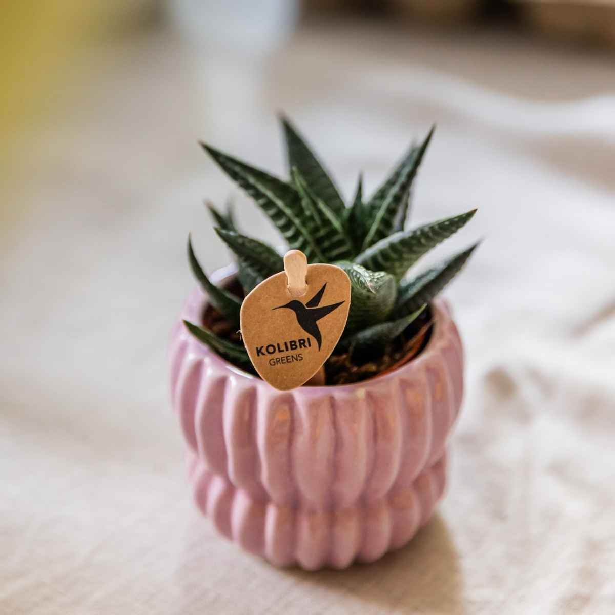 Kolibri Home | Horizon Übertopf - Rosa - ∅6cm