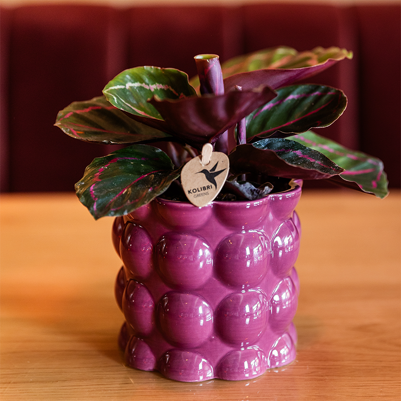 Kolibri Home | Cotton Shine Übertopf - Purple - Ø9cm