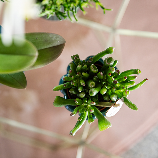 Set von 4 Sukkulenten