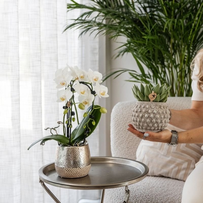 Kolibri Orchids | Weiße Phalaenopsis-Orchidee - Niagara Fall White - Blühende Zimmerpflanze - Frisch vom Züchter - Ø9cm