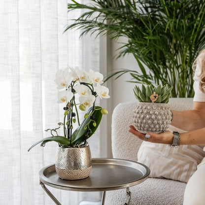 Kolibri Orchids | Weiße Phalaenopsis-Orchidee - Niagara Fall White - Blühende Zimmerpflanze - Frisch vom Züchter - Ø9cm