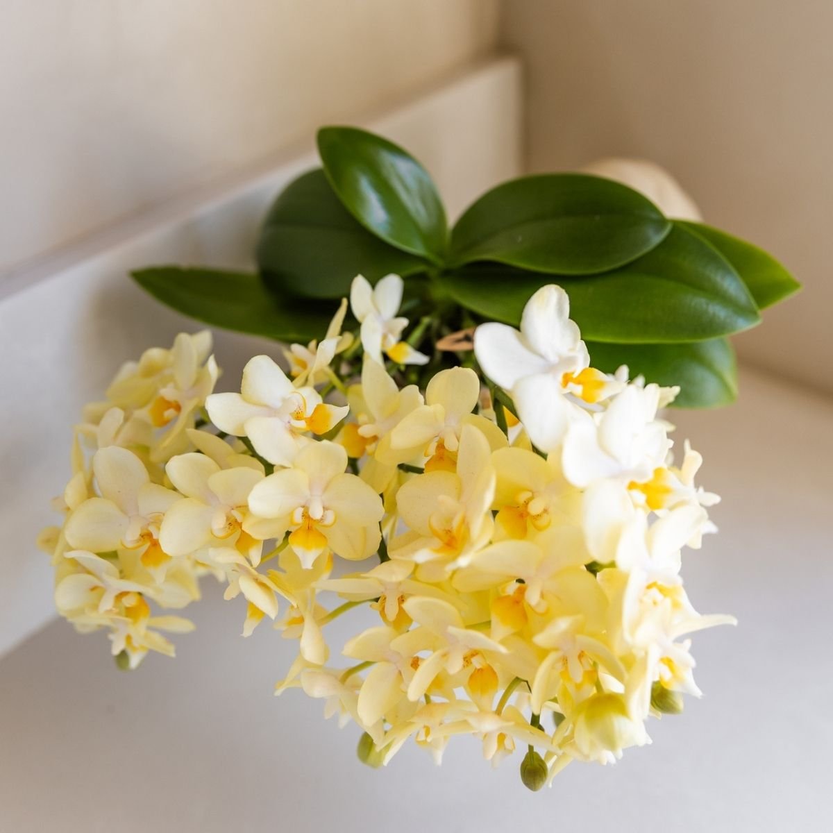 Kolibri Orchids | Gelbe Phalaenopsis-Orchidee - Botanic Gelbe - Blühende Zimmerpflanze - Frisch vom Züchter - Ø9cm