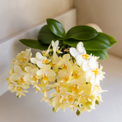 Kolibri Orchids | Gelbe Phalaenopsis-Orchidee - Botanic Gelbe - Blühende Zimmerpflanze - Frisch vom Züchter - Ø9cm