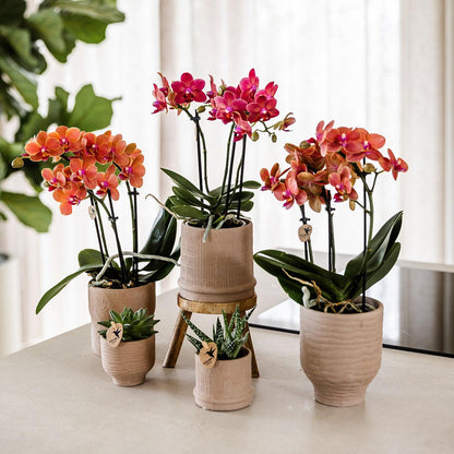 Kolibri Orchids | COMBI DEAL von 4 orange Phalaenopsis Orchideen - Bozen - Topfgröße Ø9cm blühende Zimmerpflanze - frisch vom Züchter