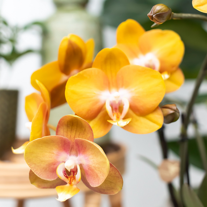 Kolibri Orchids | KOMBI ANGEBOT von 2 Phalaenopsis-Orchideen - Las Vegas - Topfgröße Ø12cm | blühende Zimmerpflanze - frisch vom Züchter