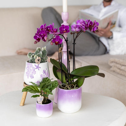 Kolibri Orchids | Lila Phalaenopsis Orchidee - Morelia - Topfgröße Ø9cm | blühende Zimmerpflanze - frisch vom Züchter