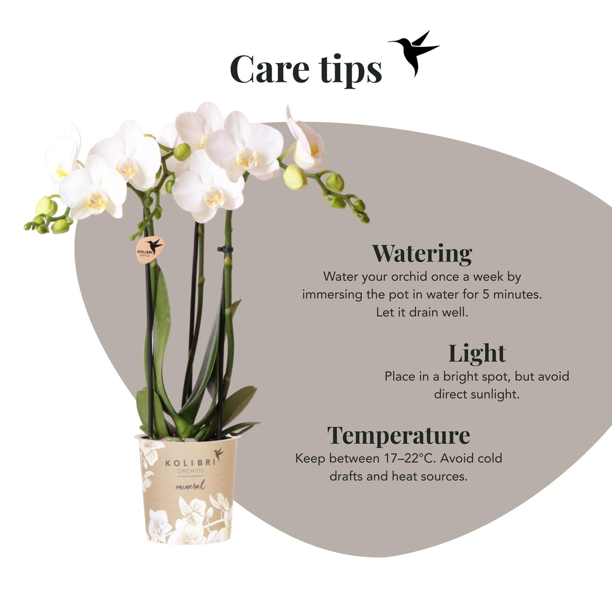 Kolibri Orchids | weiße Phalaenopsis-Orchidee - Amabilis - Topfgröße Ø9cm | blühende Zimmerpflanze - frisch vom Züchter